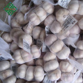 Nova colheita considerável fresco garlics branco normal preço